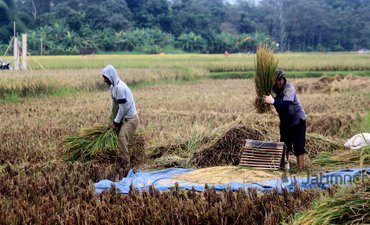 Area Persawahan Diprediksi akan Terus Berkurang area-persawahan-diprediksi-akan-terus-berkurang