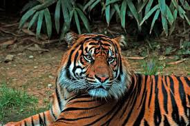 Harimau Terjebak di Pasar Berhasil Dievakuasi harimau-terjebak-di-pasar-berhasil-dievakuasi